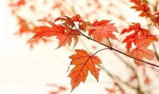 红叶香山在什么地方 香山红叶是什么树